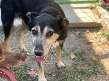 Adozione cane, maschio, Razza sconosciuta Razza sconosciuta, 11 anni e 9 mesi, taglia media contenuta, Frosinone