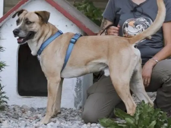 Adozione cane, maschio, Razza sconosciuta Razza sconosciuta, 8 anni e 10 mesi, taglia media, Lodi