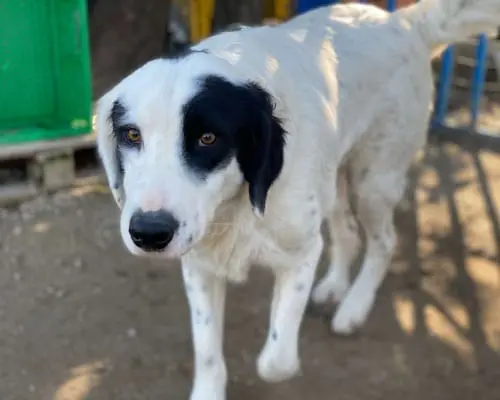 Adotta un cane, taglia media, maschio, Chieti