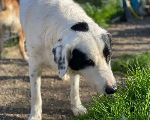 Adotta un cane, maschio, 4 anni e 11 mesi, Chieti