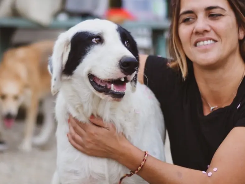 Adozione cane, maschio, Setter Inglese, 4 anni e 11 mesi, taglia media, Chieti