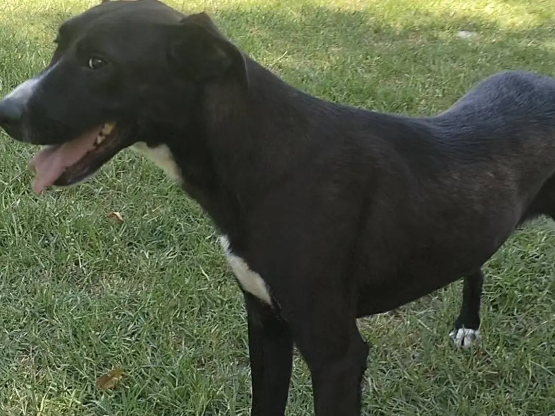 Vuoi adottare un cane a Frosinone?