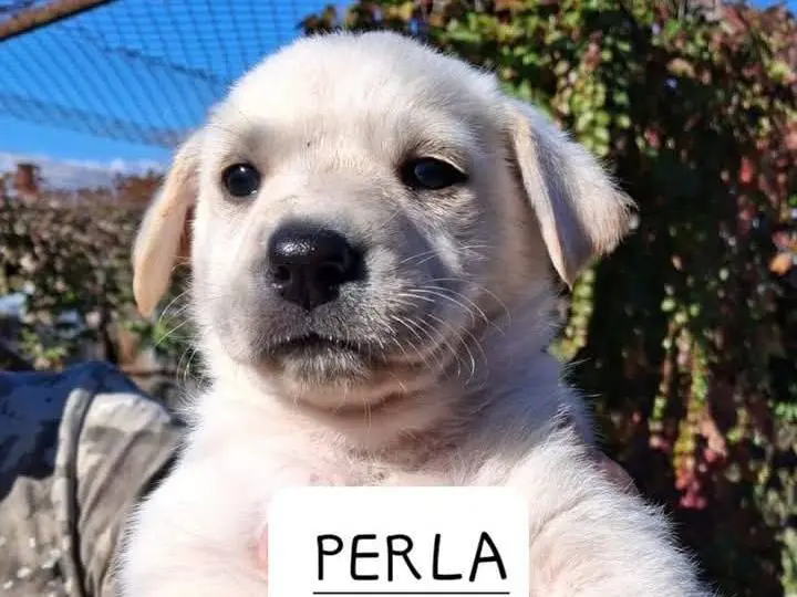Adozione cane, femmina, Pastore maremmano Razza sconosciuta, 1 anno, taglia grande, Siracusa