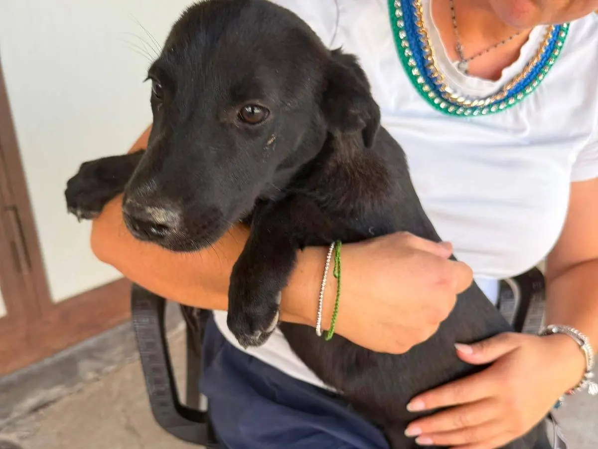 Adozione cane, femmina, Razza sconosciuta Razza sconosciuta, 7 mesi, taglia media, Benevento