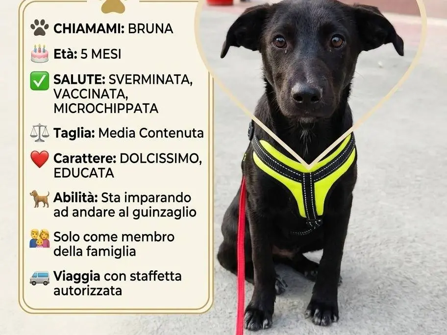 Adotta un cane, taglia media, femmina, Benevento