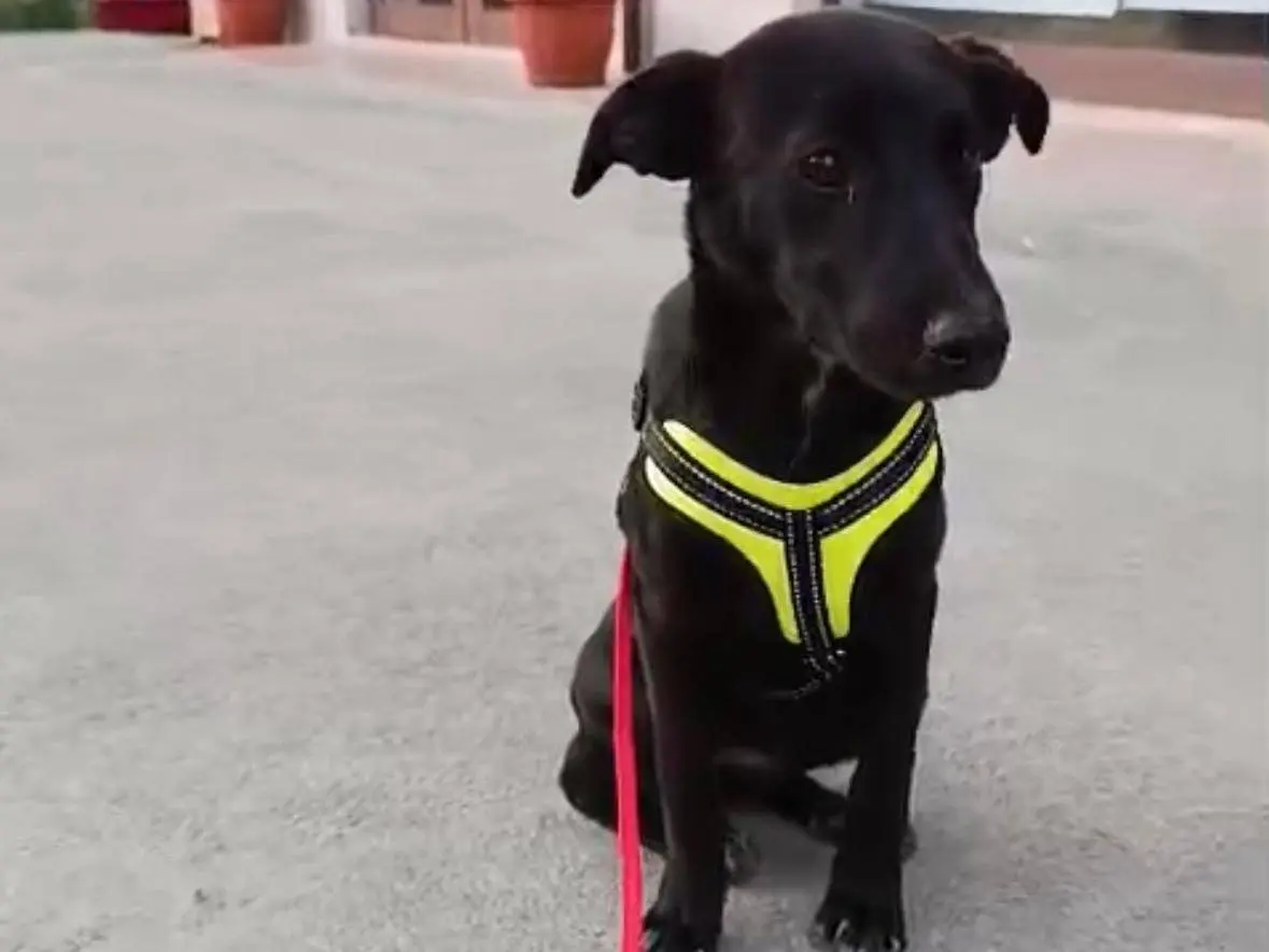 Adotta un cane, femmina, 7 mesi, Benevento