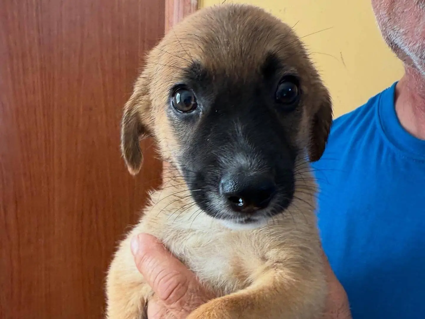 Adozione cane, femmina, Razza sconosciuta Razza sconosciuta, 1 anno e 6 mesi, taglia media, Matera