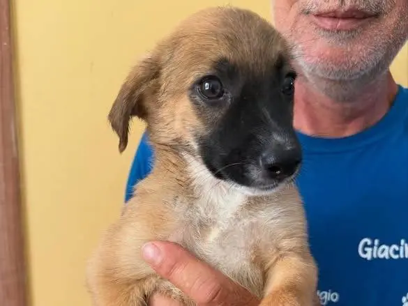 Adotta un cane, femmina, 1 anno e 6 mesi, Matera