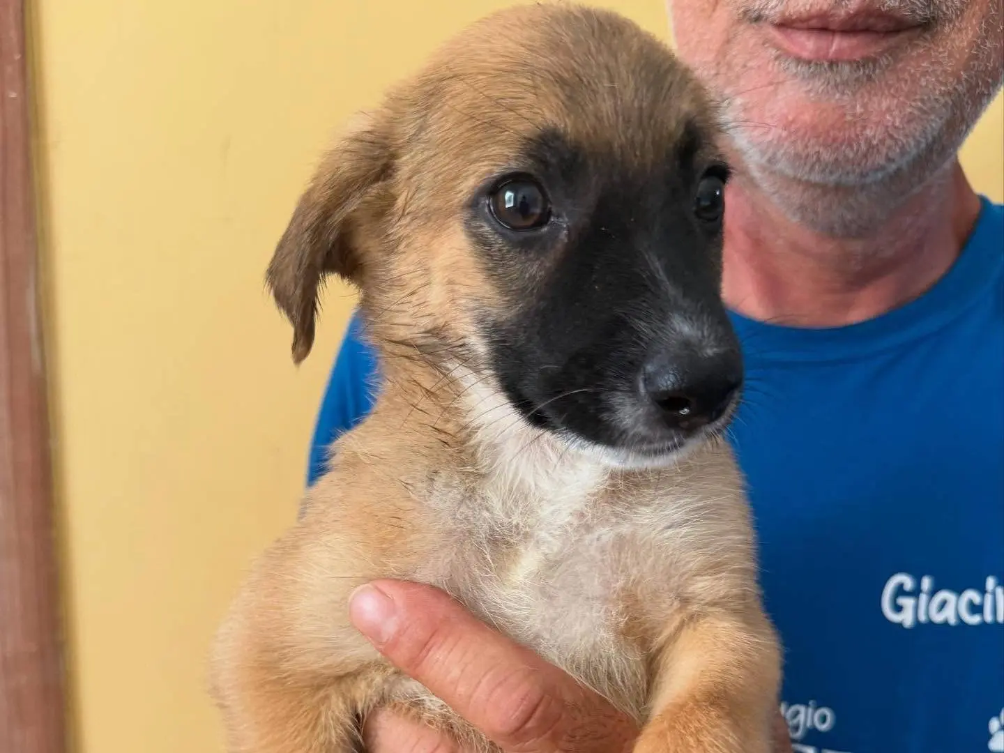 Vuoi adottare un cane a Matera?