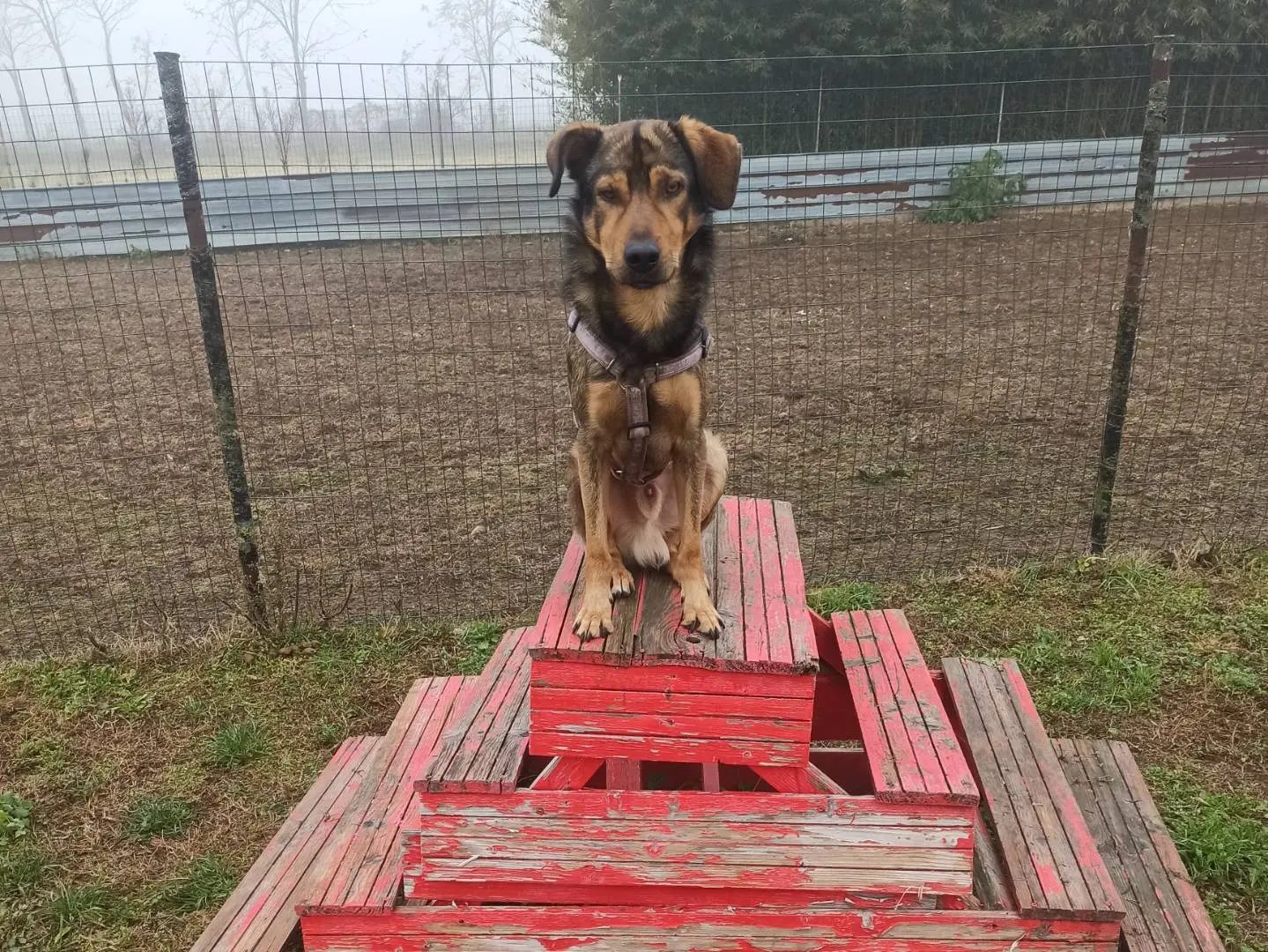 Vuoi adottare un cane a Milano?