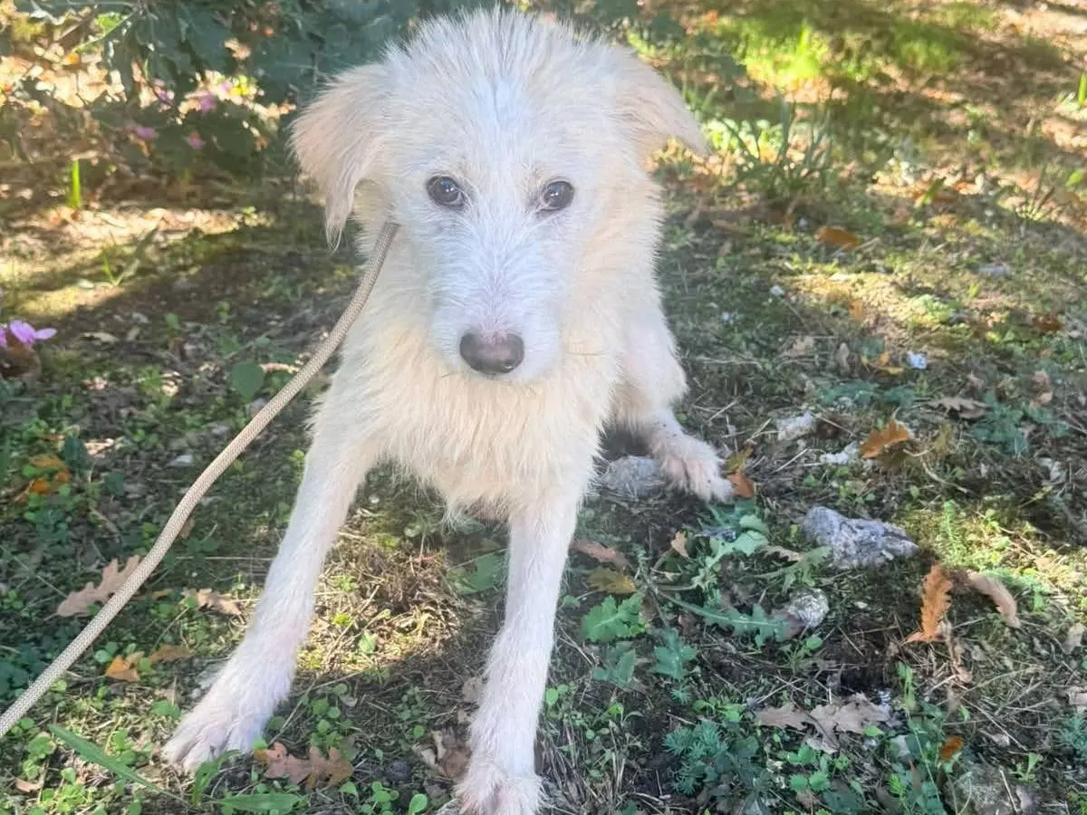Adozione cane, femmina, Spinone Razza sconosciuta, 4 mesi, taglia media contenuta, Milano