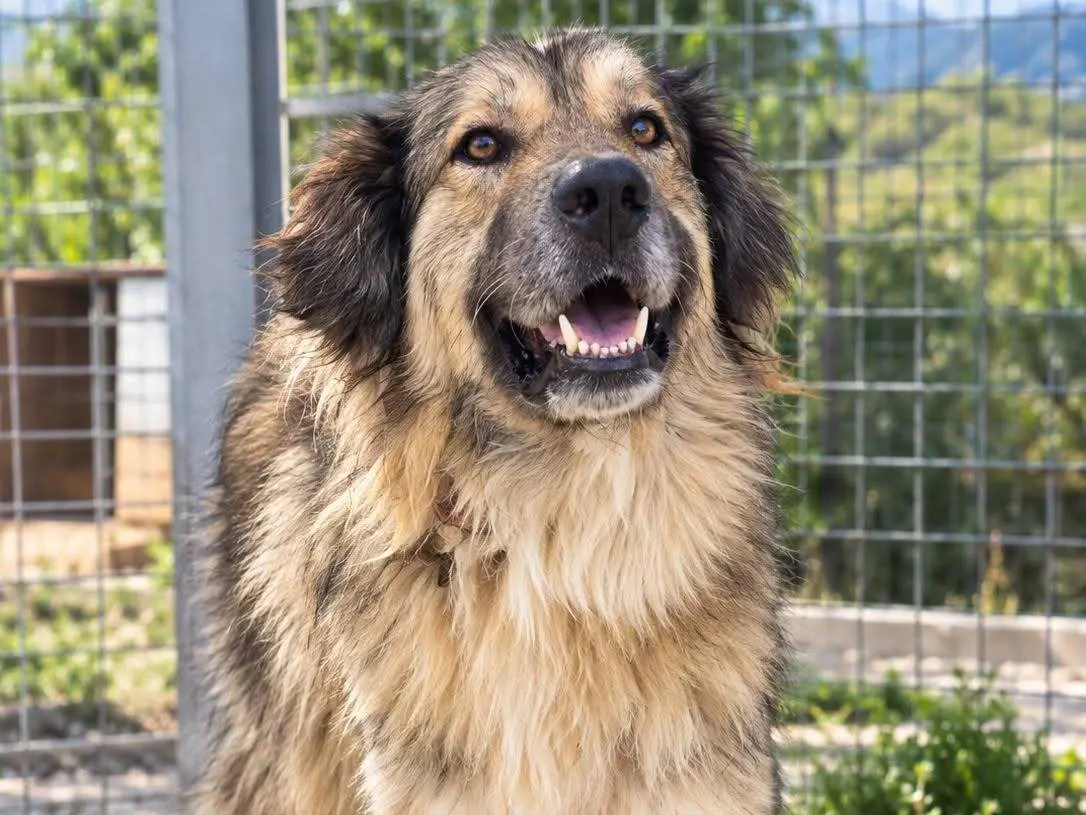 Adozione cane, maschio, Razza sconosciuta Razza sconosciuta, 3 anni e 11 mesi, taglia grande, Crotone