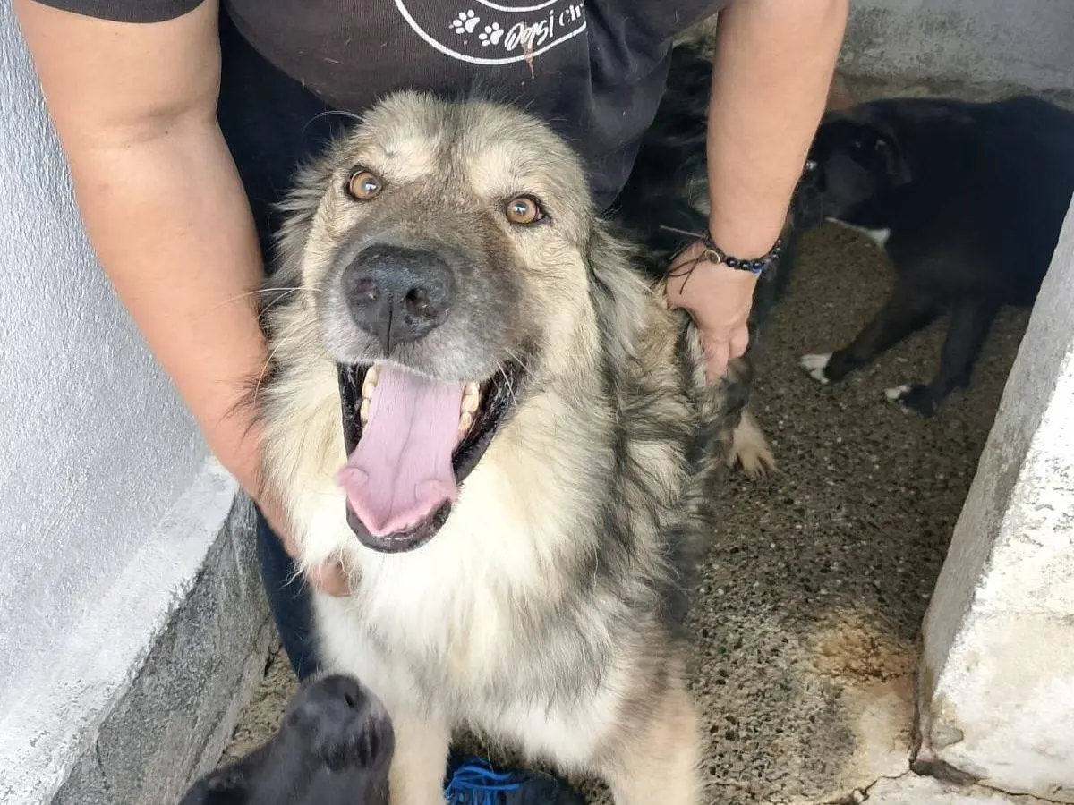 Adotta un cane, maschio, 3 anni e 11 mesi, Crotone