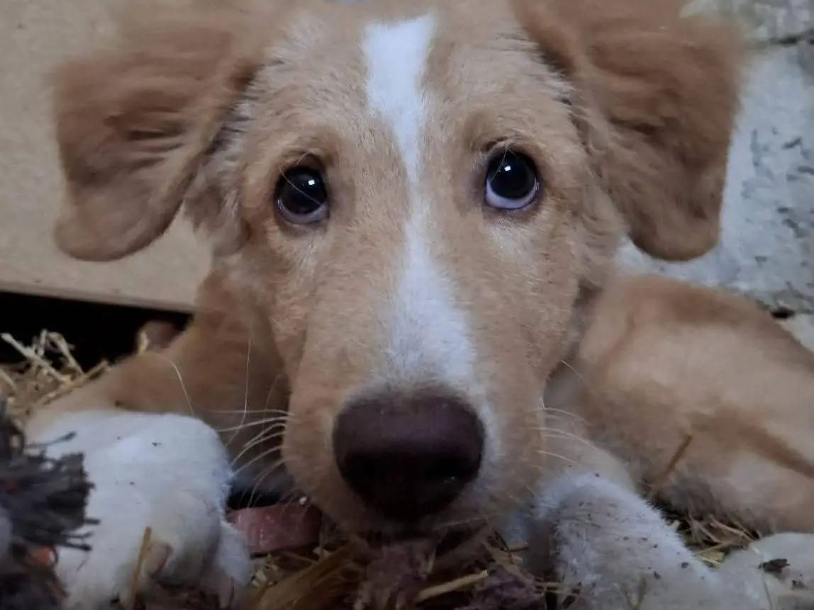 Adozione cane, maschio, Razza sconosciuta Razza sconosciuta, 8 mesi, taglia media contenuta, Frosinone