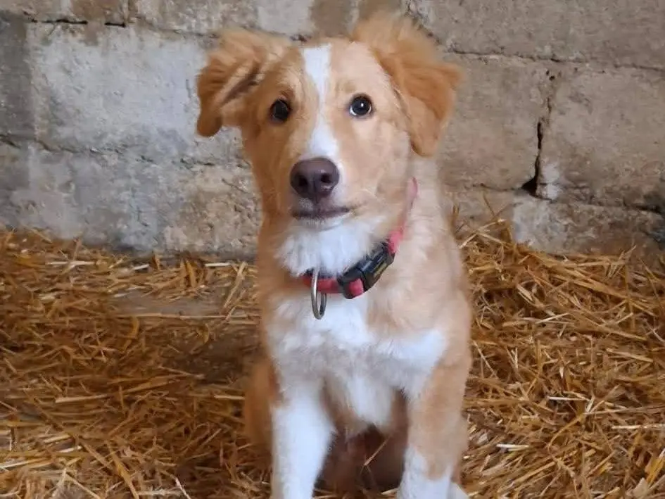 Adotta un cane, maschio, 8 mesi, Frosinone