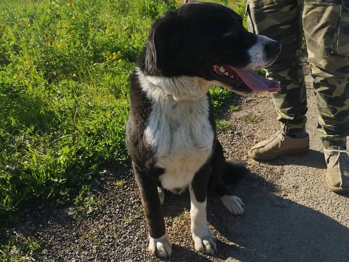 Adotta un cane, maschio, 3 anni e 5 mesi, Bari