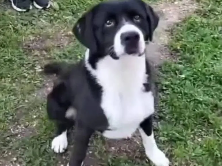 Adozione cane, maschio, Razza sconosciuta Razza sconosciuta, 3 anni e 5 mesi, taglia media, Bari