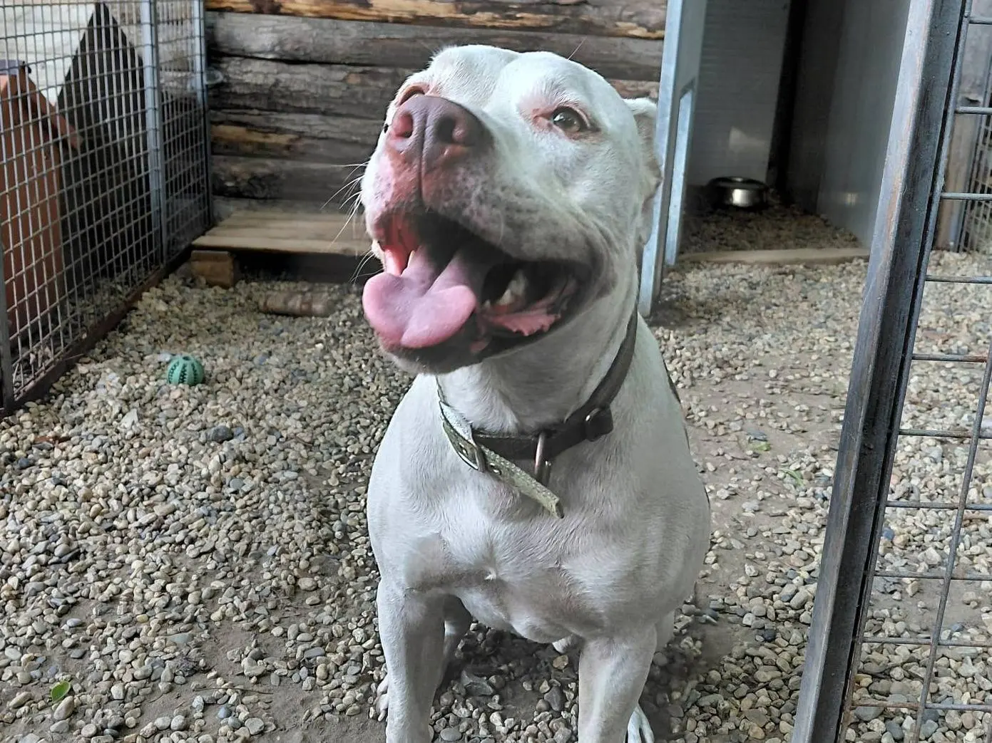 Adozione cane, maschio, Pitbull Razza sconosciuta, 6 anni e 1 mese, taglia media, Torino