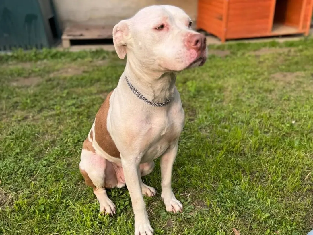 Adotta un cane, maschio, 6 anni e 1 mese, Torino