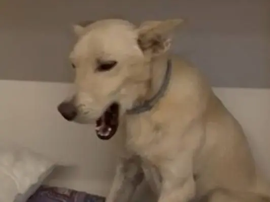 Adotta un cane, taglia piccola, maschio, Matera