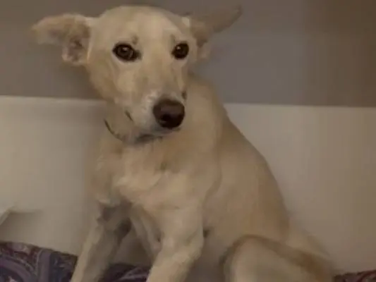 Adozione cane, maschio, Razza sconosciuta Razza sconosciuta, 2 anni e 7 mesi, taglia piccola, Matera