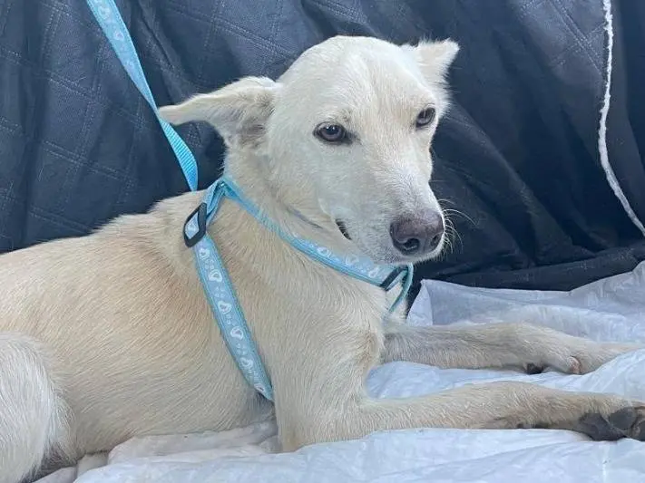 Adotta un cane, maschio, 2 anni e 7 mesi, Matera