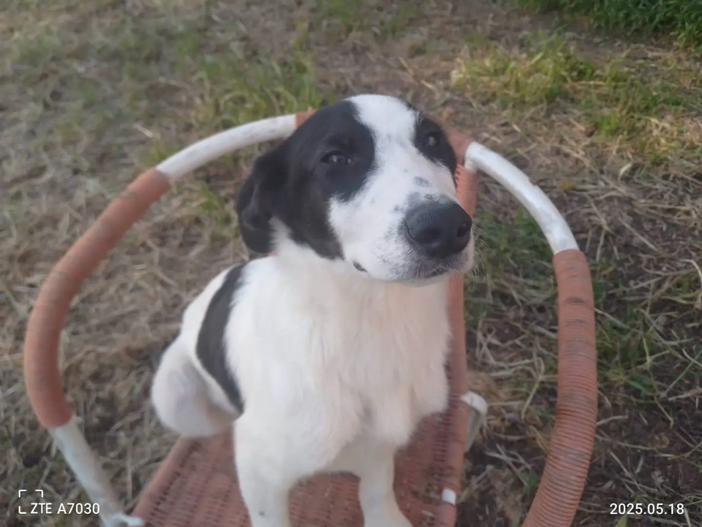 Adotta il cane DANIEL a Avellino