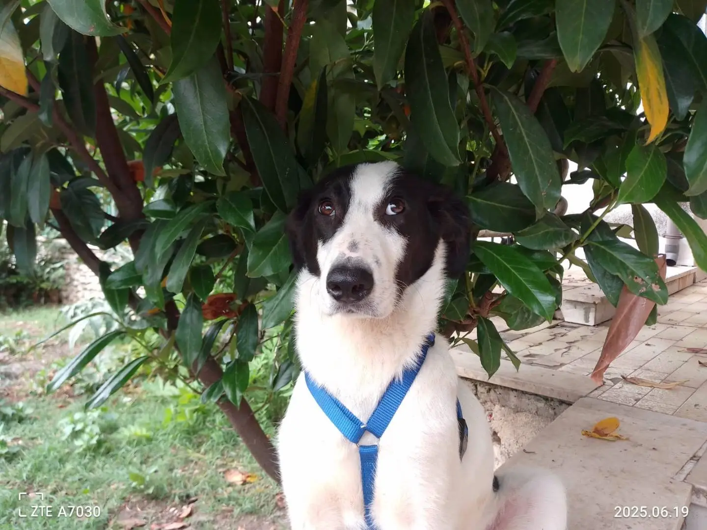 Adozione cane, maschio, Razza sconosciuta Razza sconosciuta, 1 anno e 9 mesi, taglia media, Avellino
