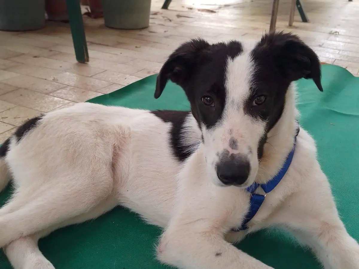 Adotta un cane, taglia media, maschio, Avellino