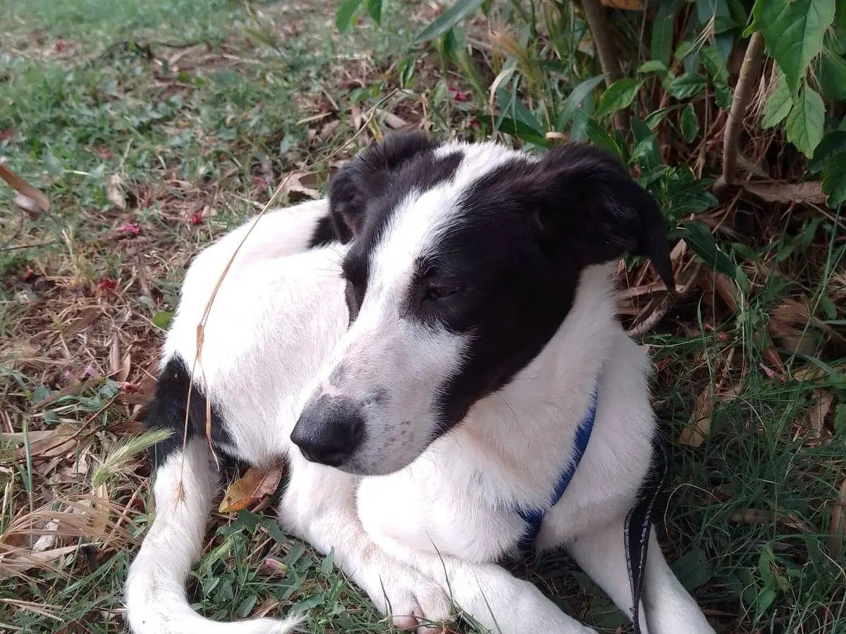 Adotta un cane, maschio, 1 anno e 9 mesi, Avellino