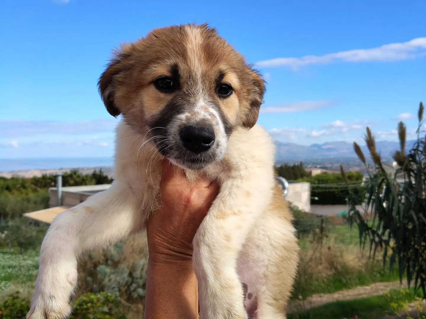Adozione cane, maschio, Razza sconosciuta Razza sconosciuta, 2 mesi, taglia media, Trapani