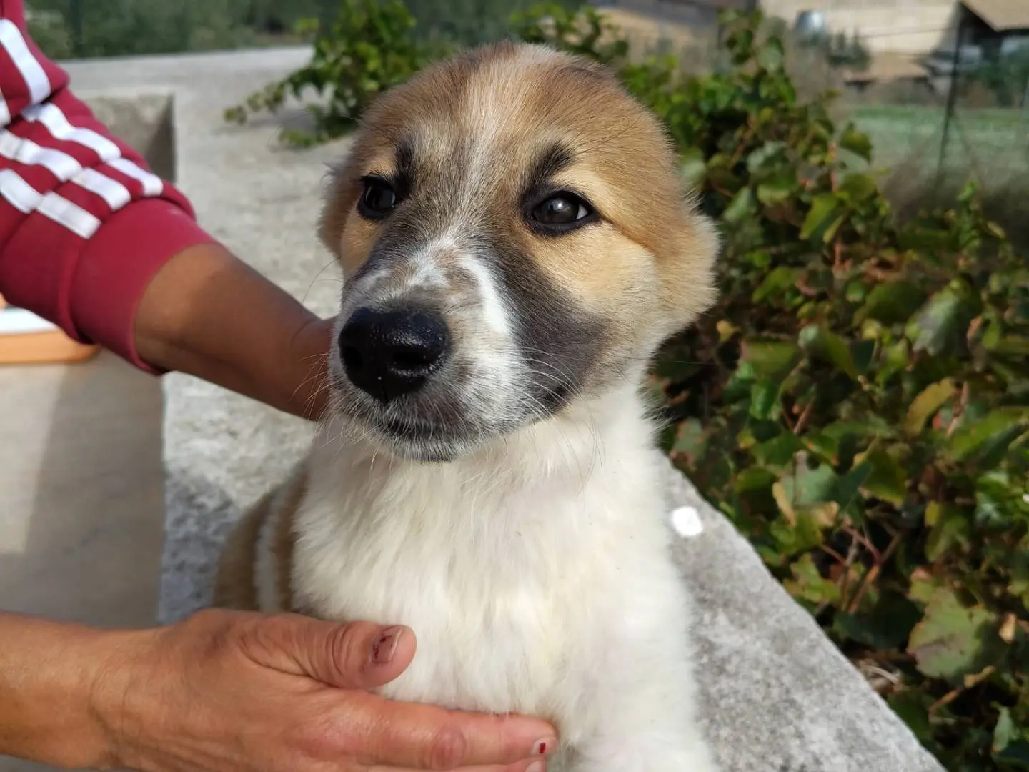 Adotta un cane, maschio, 2 mesi, Trapani