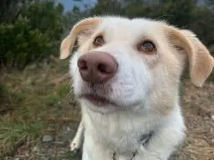 Adozione cane, maschio, Razza sconosciuta Razza sconosciuta, 7 anni, taglia media, Genova