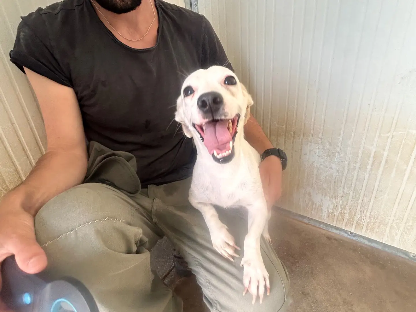 Adozione cane, femmina, Razza sconosciuta Razza sconosciuta, 4 anni e 7 mesi, taglia piccola, Latina