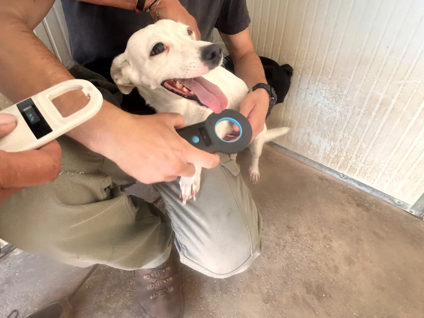 Adotta un cane, femmina, 4 anni e 7 mesi, Latina
