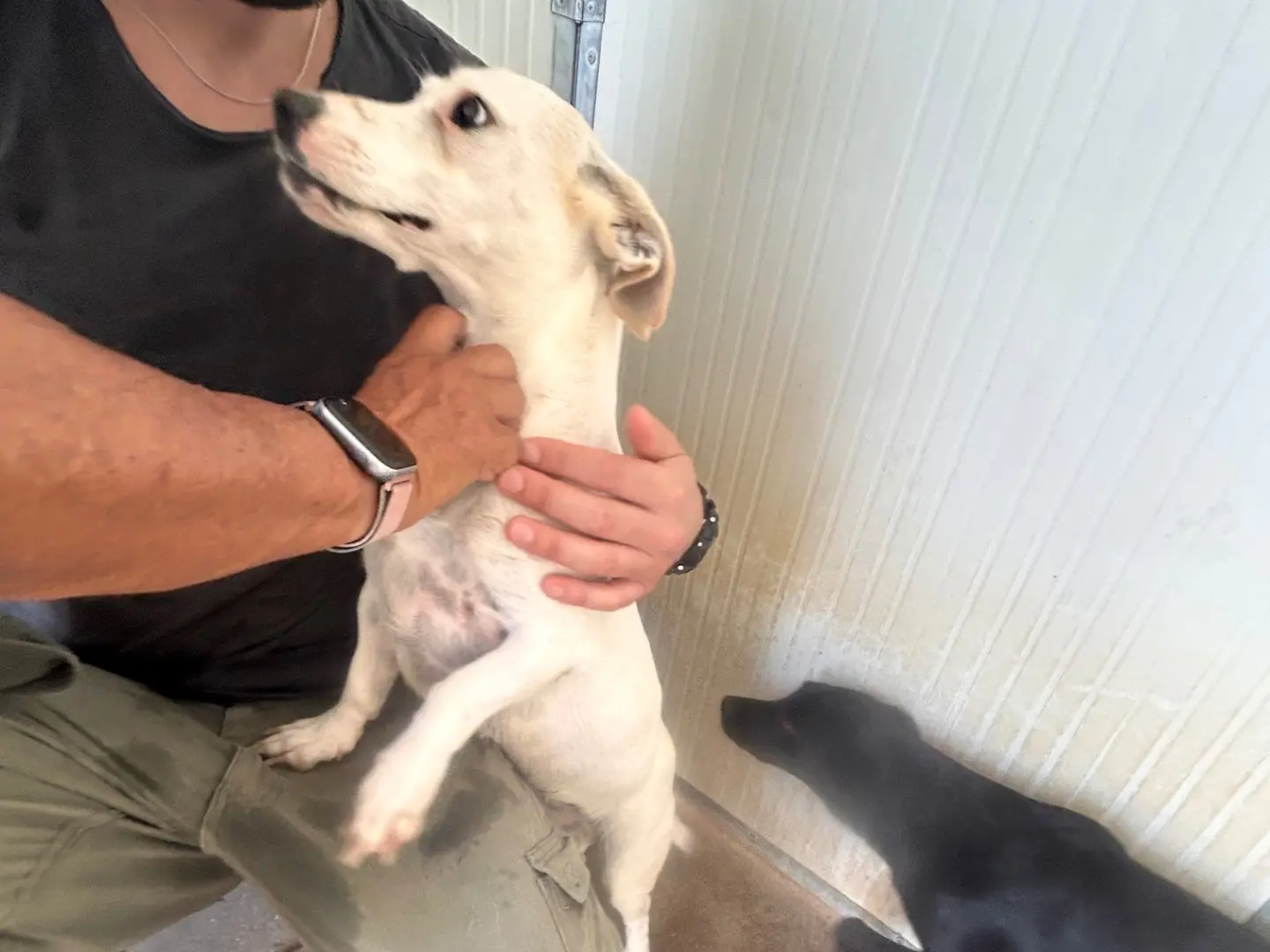 Vuoi adottare un cane a Latina?