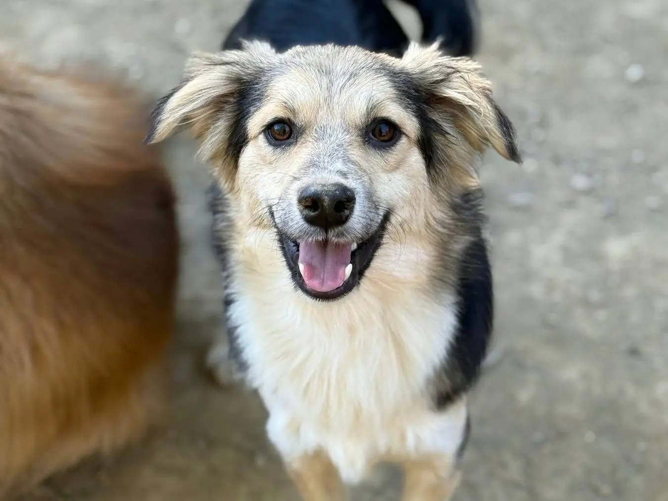 Adozione cane, maschio, Razza sconosciuta Razza sconosciuta, 8 mesi, taglia piccola, Firenze