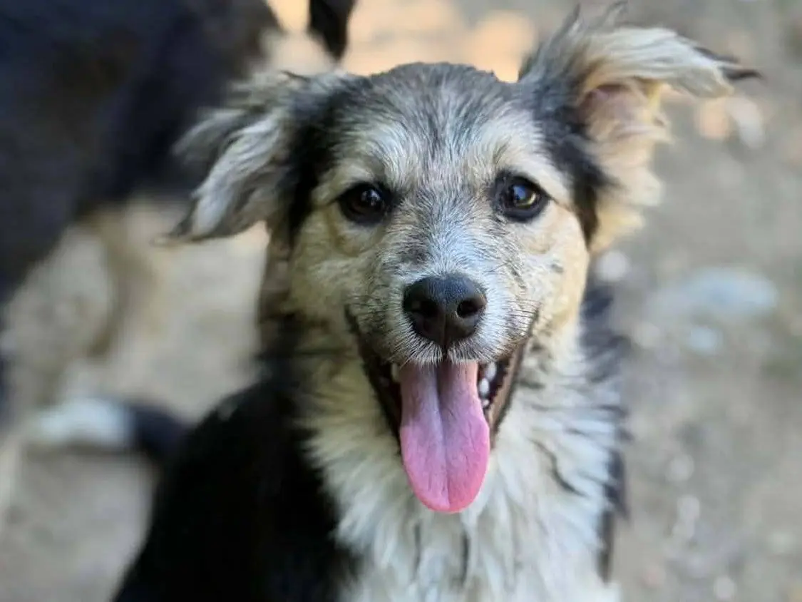 Adotta il cane MILKYWAY a Firenze