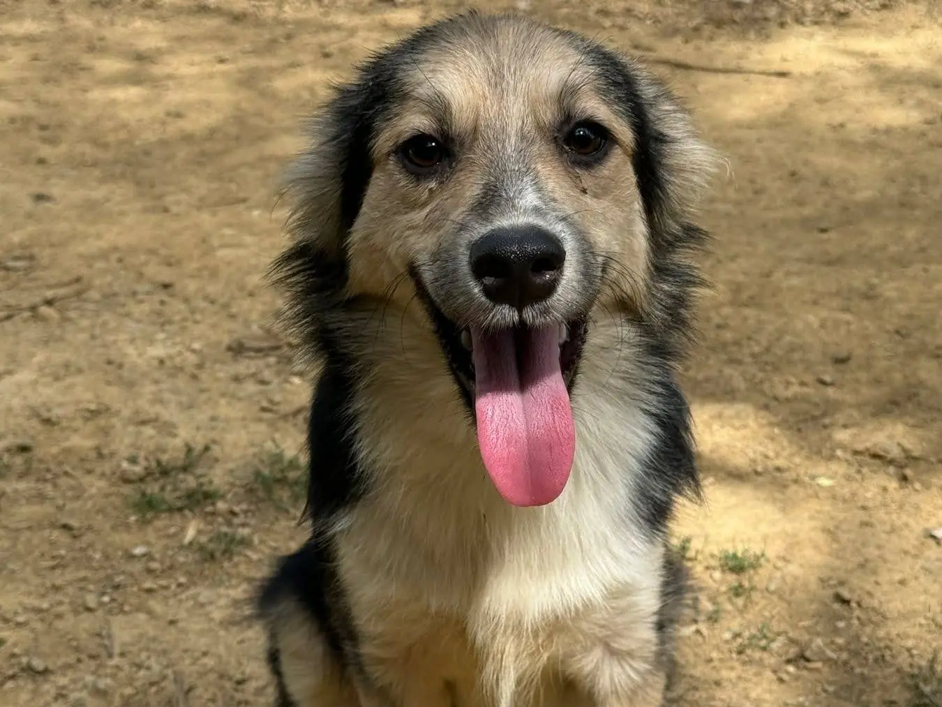 Adotta un cane, maschio, 8 mesi, Firenze