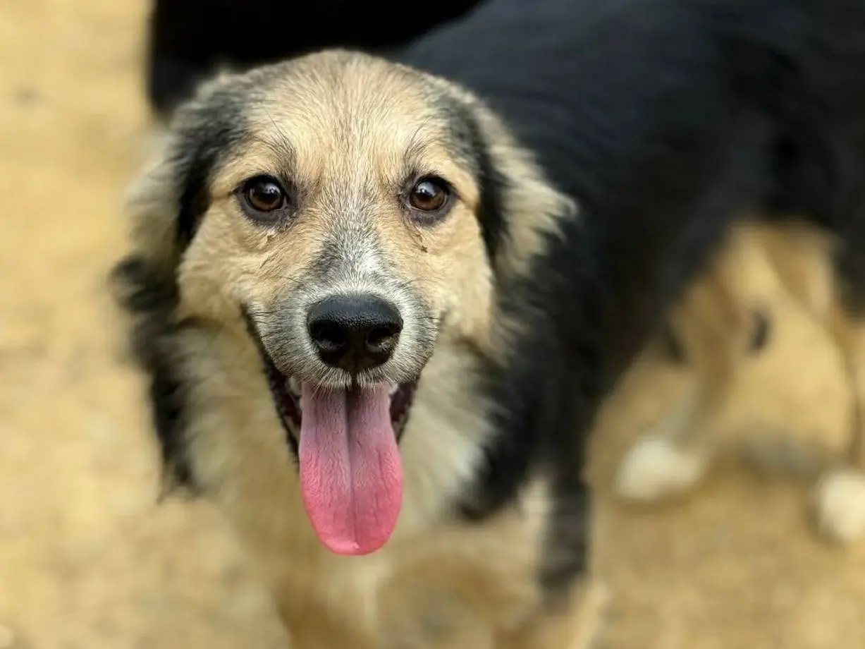 Adotta un cane, taglia piccola, maschio, Firenze
