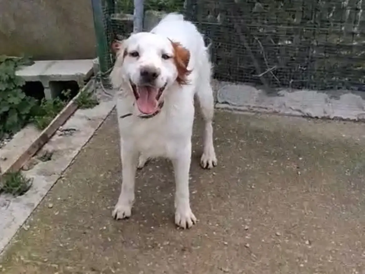 Vuoi adottare un cane a Messina?