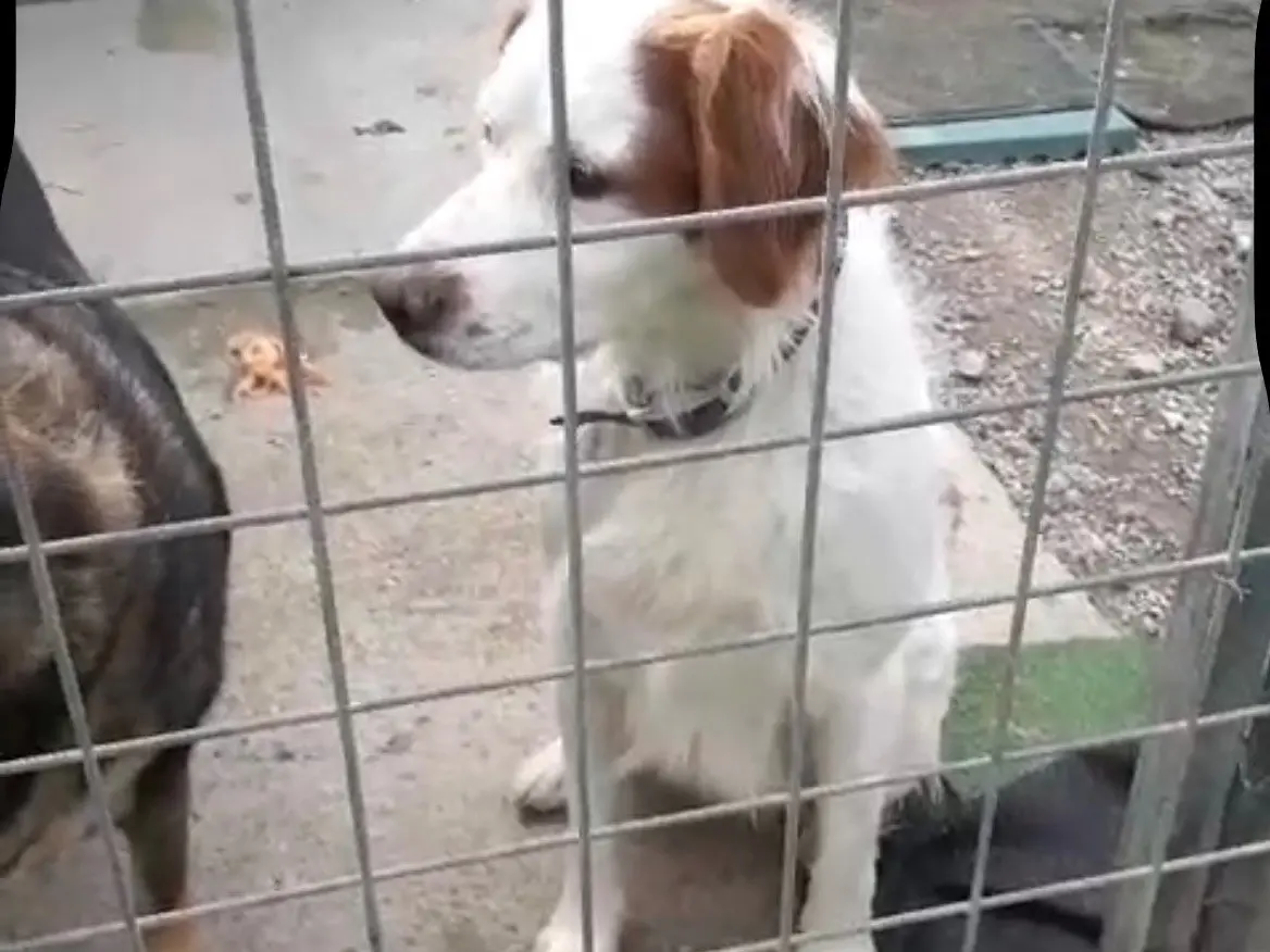 Adotta un cane, maschio, 5 anni e 5 mesi, Messina