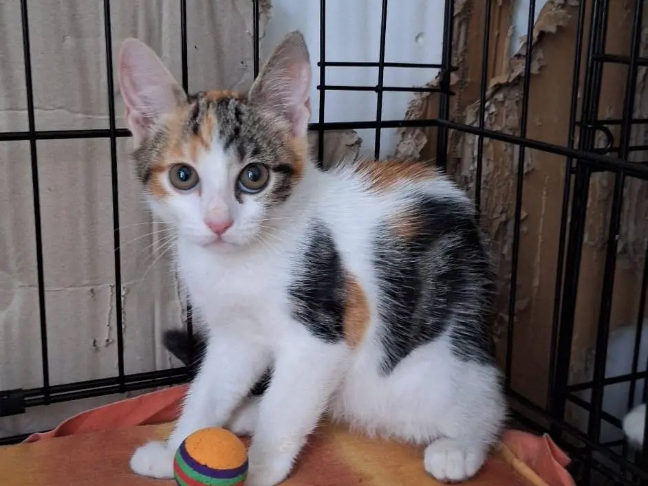 Adotta un gatto, femmina, 5 mesi, Bari