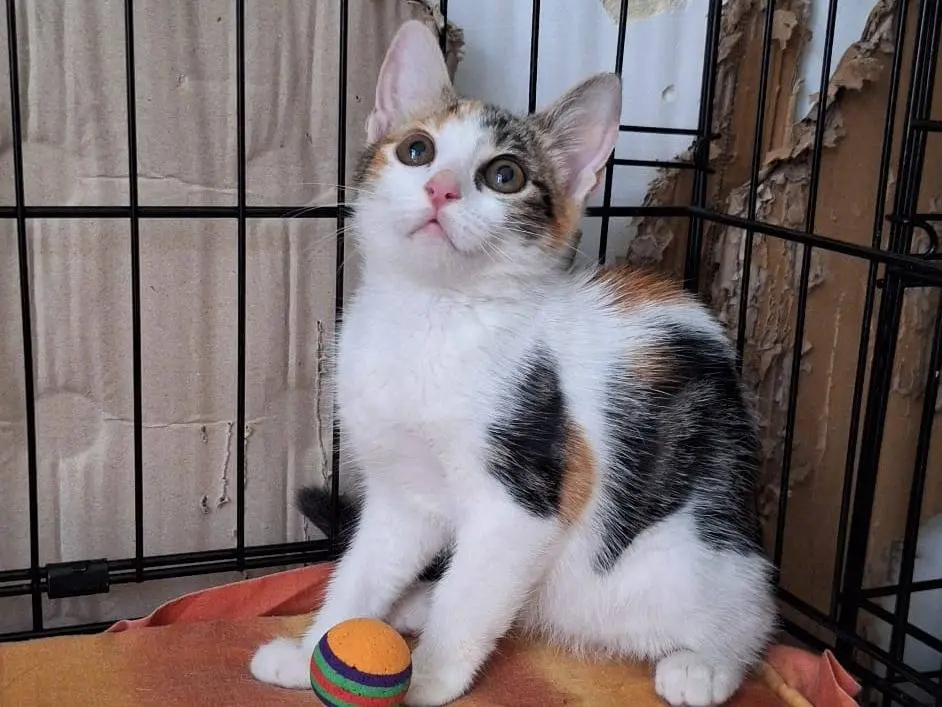 Adotta un gatto, taglia non valida, femmina, Bari