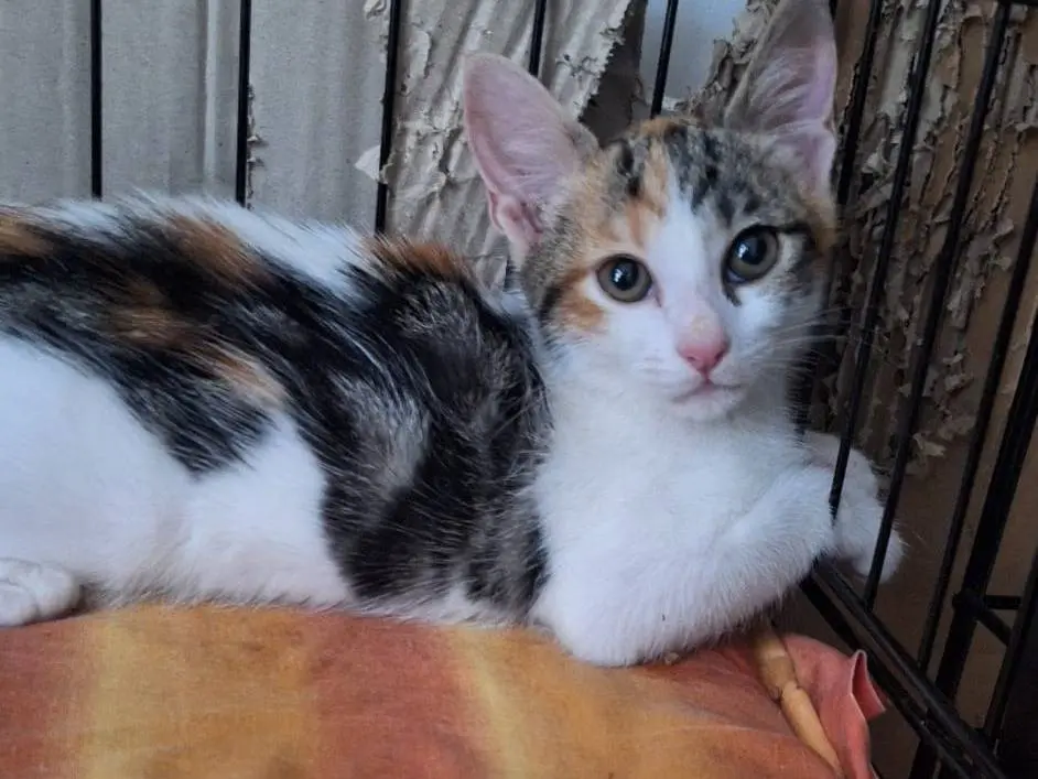 Vuoi adottare un gatto a Bari?