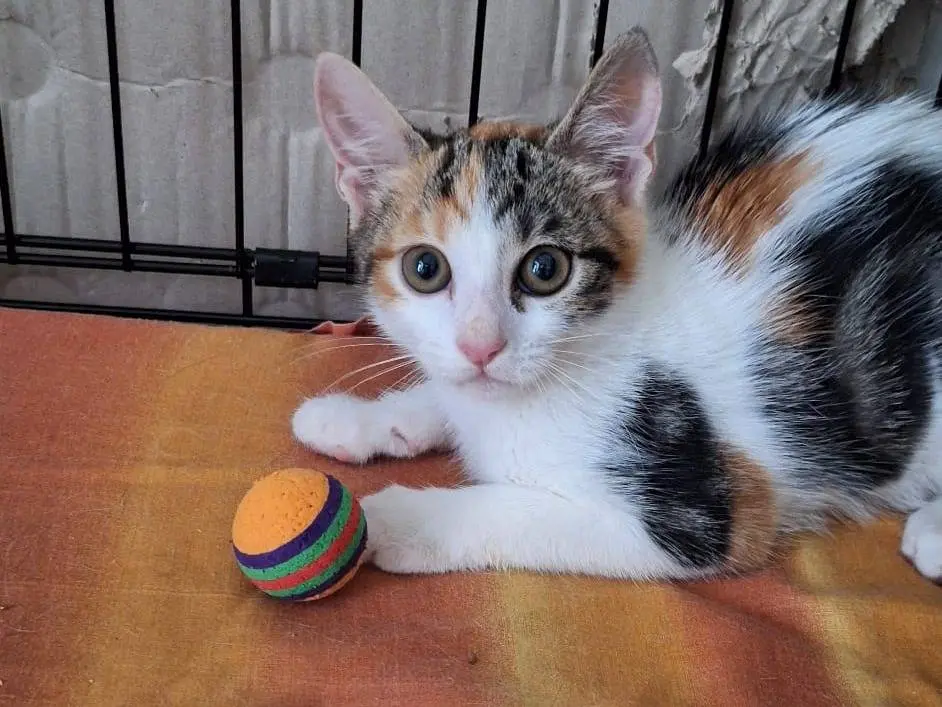 Adotta il gatto Gioia a Bari