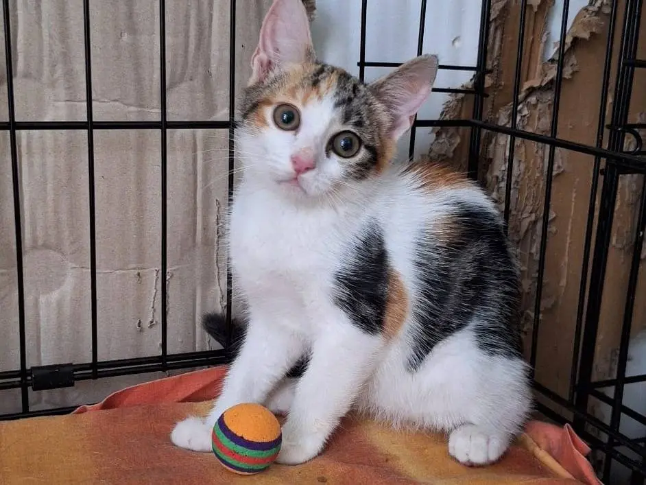 Adozione gatto, femmina, Razza sconosciuta Razza sconosciuta, 5 mesi, taglia non valida, Bari