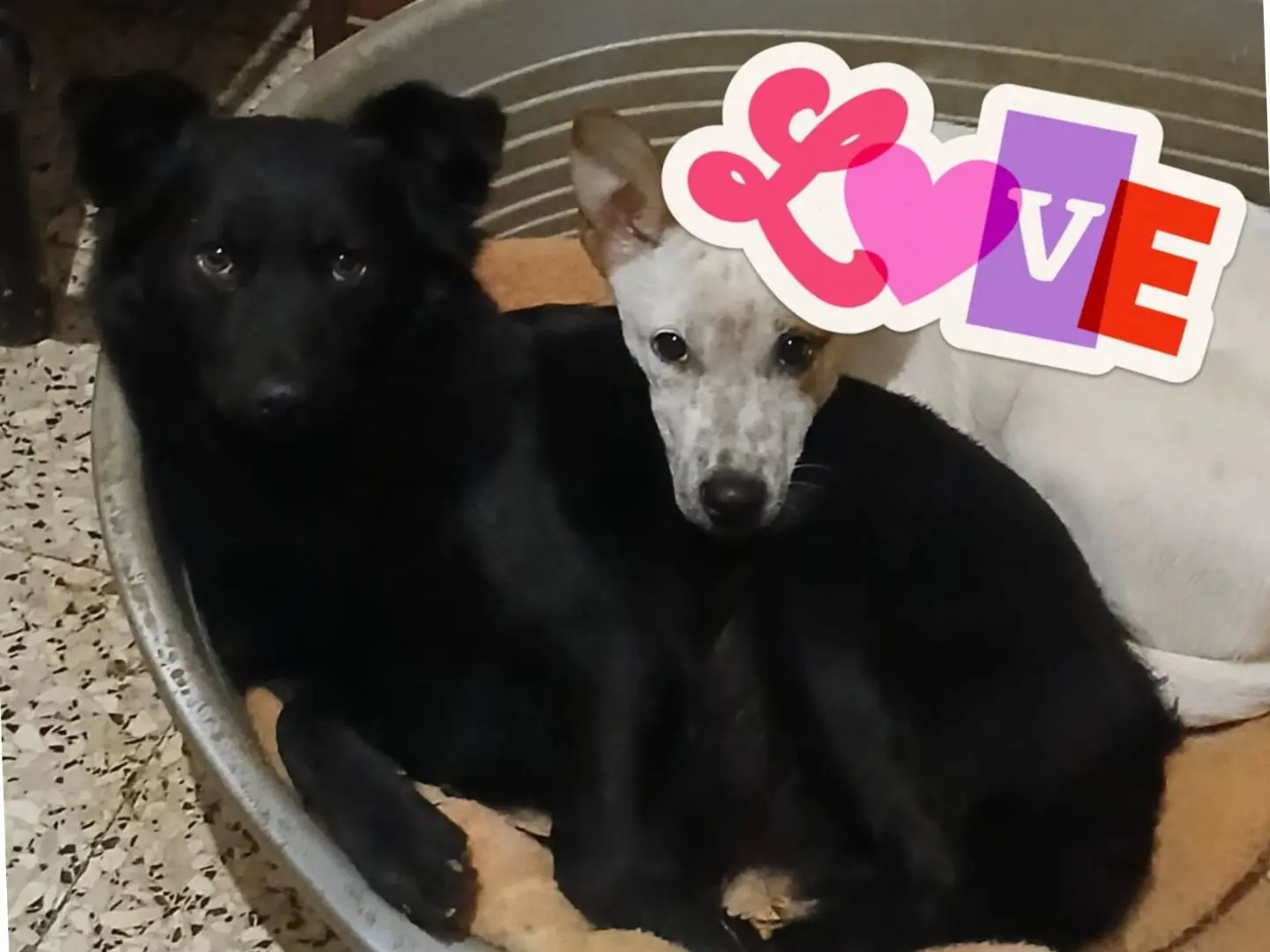 Adotta un cane, femmina, 1 anno e 6 mesi, Bari