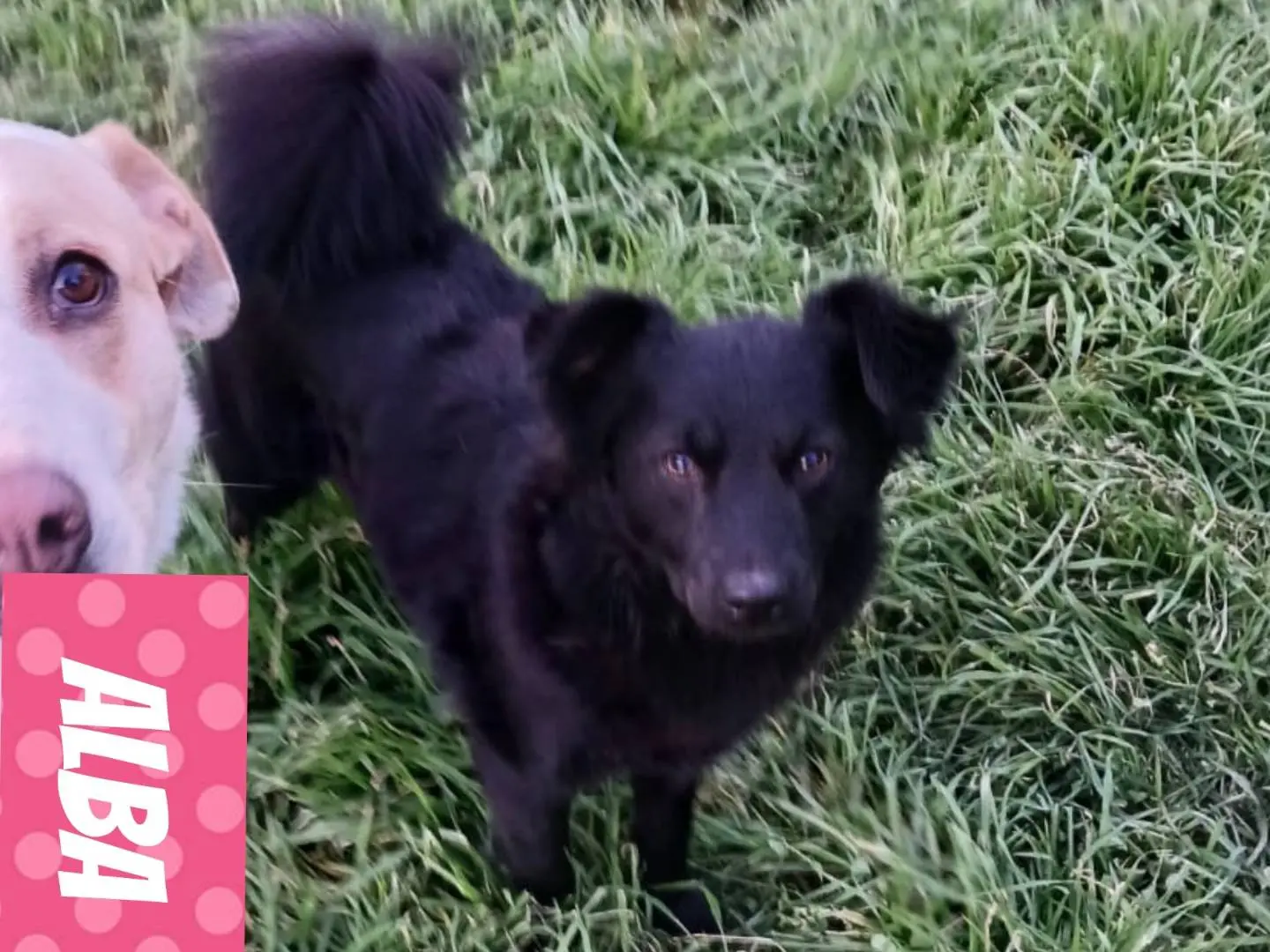 Adotta il cane Alba a Bari