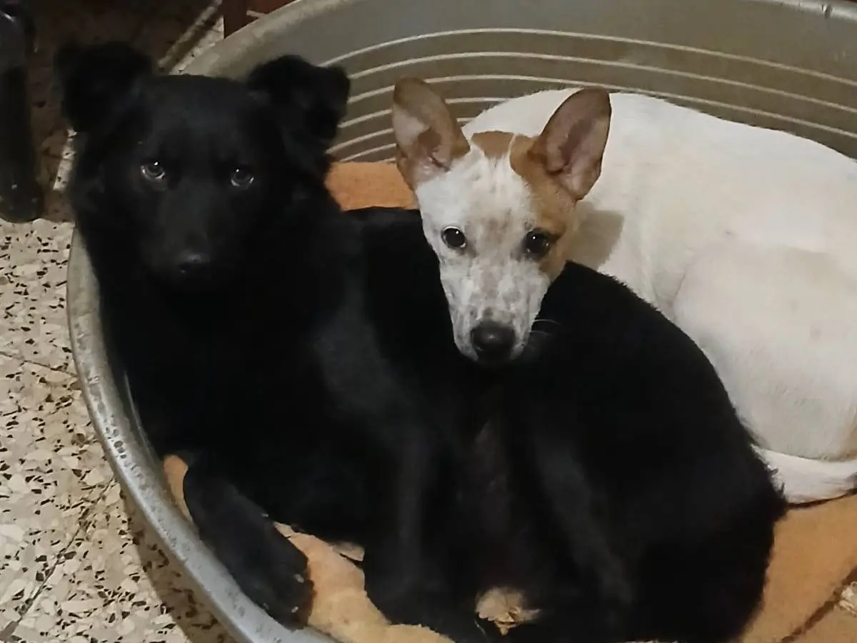 Vuoi adottare un cane a Bari?